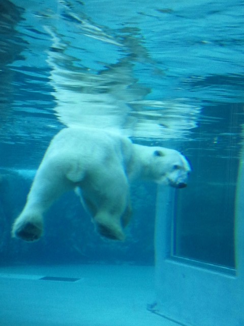 �܂邶��@�܂邶��@����܂���