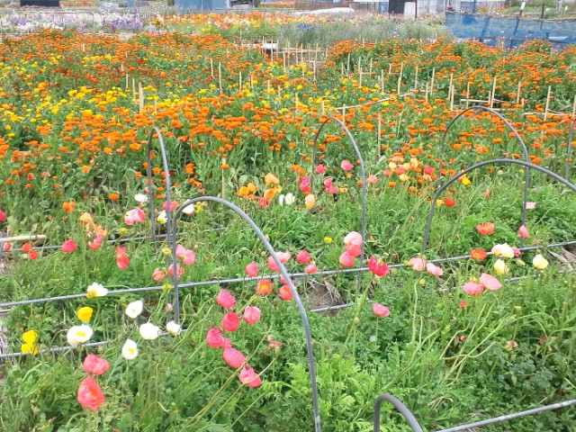 �܂邶��@�܂邶��@����܂���