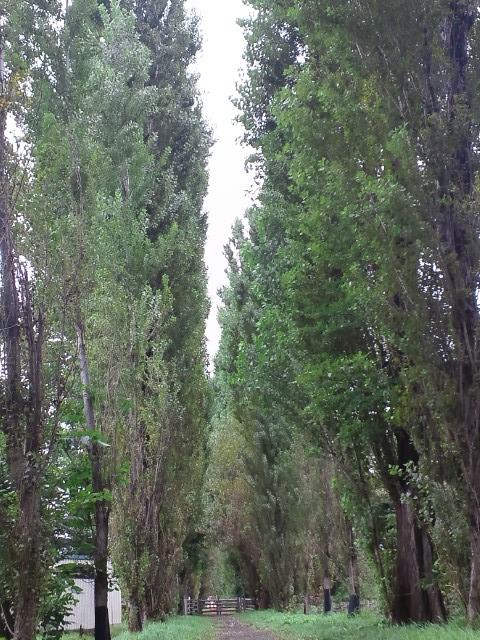 �܂邶��@�܂邶��@����܂���