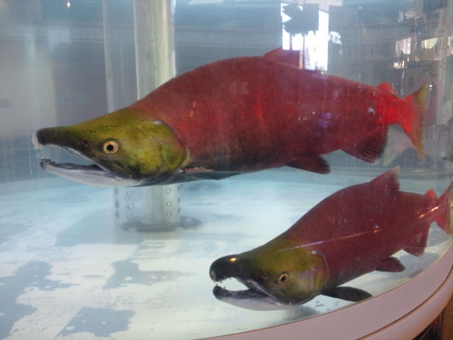 �܂邶��@�܂邶��@����܂���