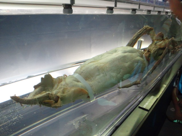 �܂邶��@�܂邶��@����܂���