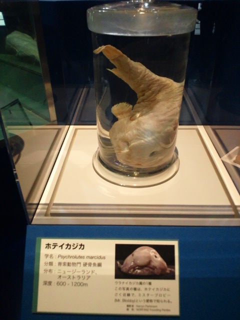 �܂邶��@�܂邶��@����܂���