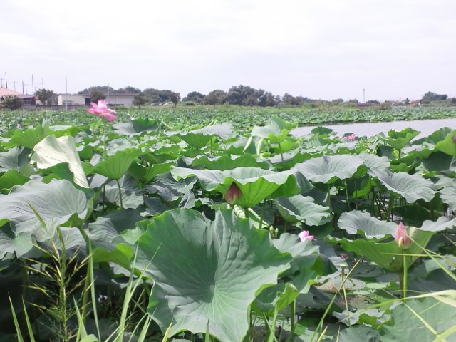 �܂邶��@�܂邶��@����܂���