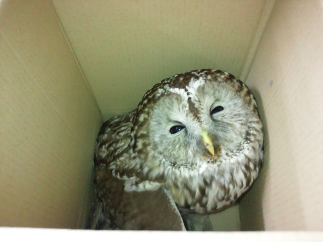 �܂邶��@�܂邶��@����܂���