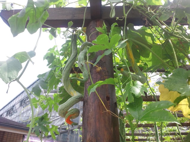 �܂邶��@�܂邶��@����܂���