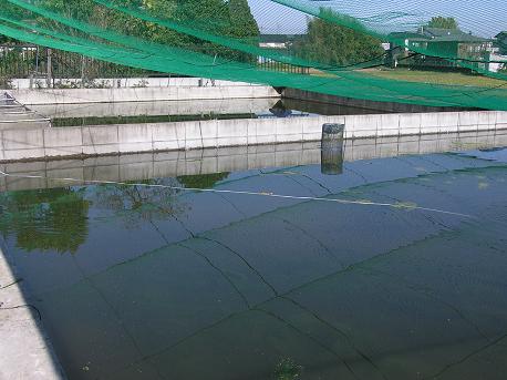 ���_�J�̔��@�@�߂����V���b�v�@��������