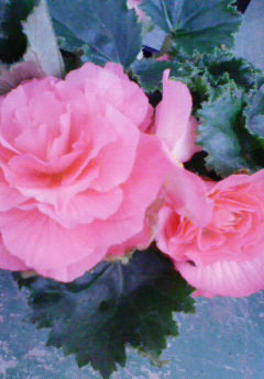 �݁[�����˂�����Ƃ�������[�@���[����Q