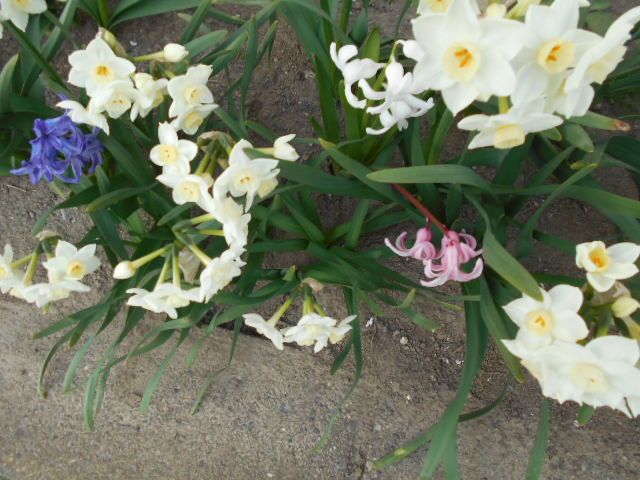 �b���U��Ƀf�W�J���B��܂����i�C���X�g���΂���I�j