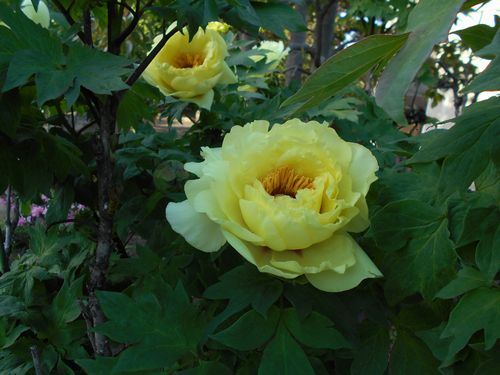 ���F�����O���炫�܂����i�C���X�g���΂���I�j