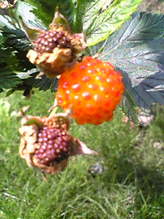 �����̃X���X�����L