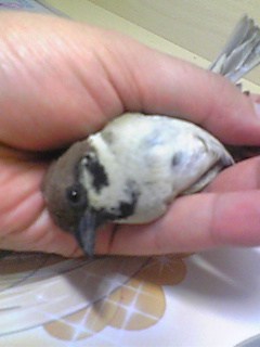 �����̃X���X�����L