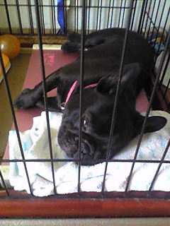 �����̃X���X�����L