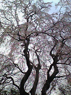 �����̃X���X�����L