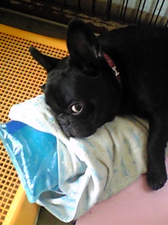 �����̃X���X�����L