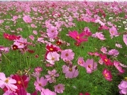 ��̕���