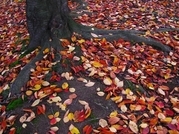 ��̕���