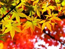 ��̕���