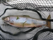 ��̕���