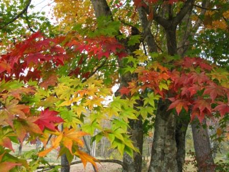 ��̕���