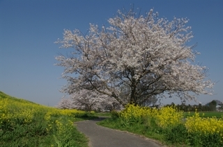 ��̕���