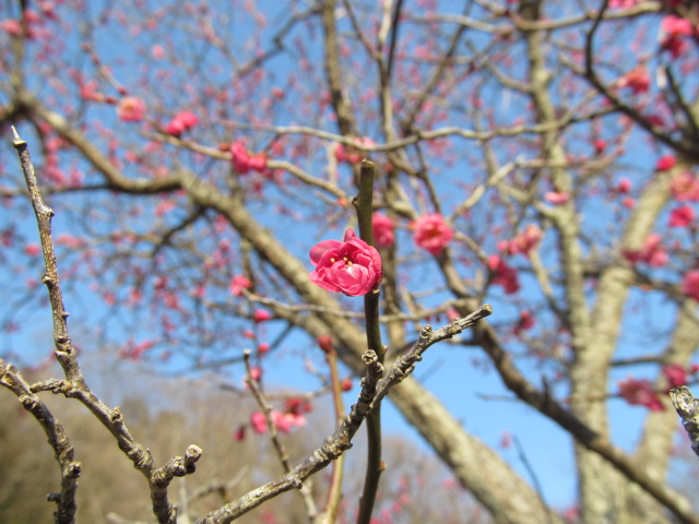 �R�����L