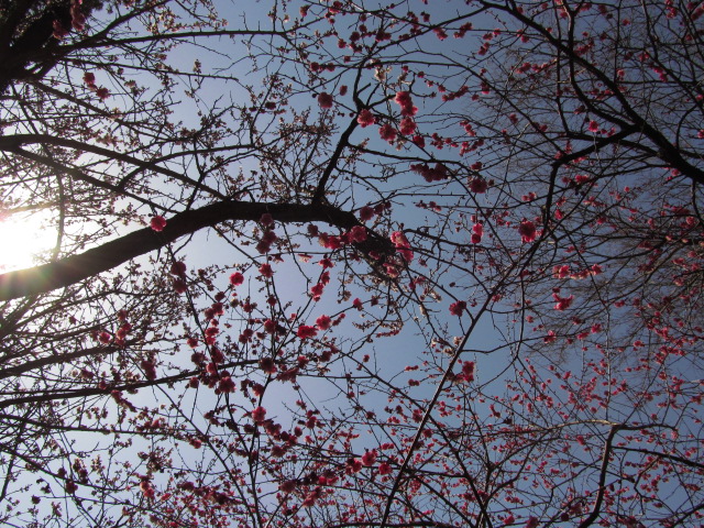 �R�����L