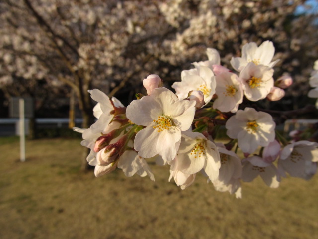 �R�����L