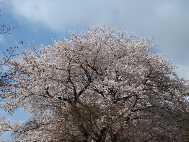 �R�����L