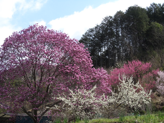 �R�����L