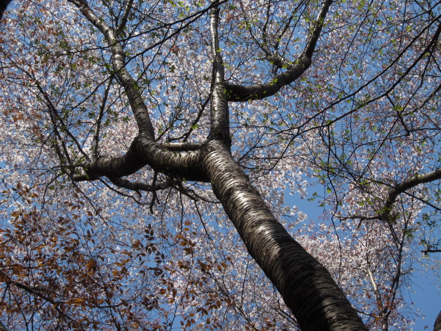 �R�����L