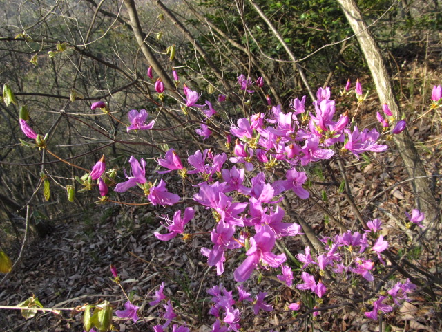 �R�����L