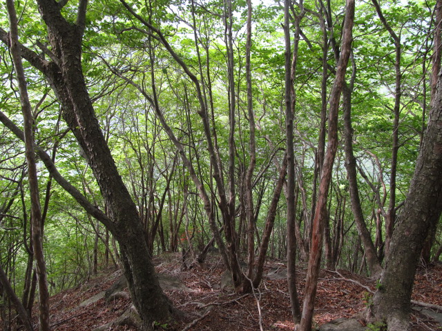 �R�����L