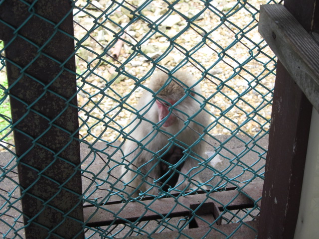 �R�����L