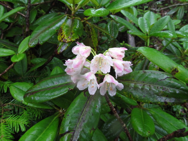 �R�����L