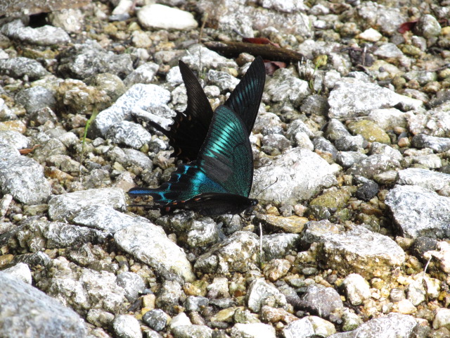 �R�����L