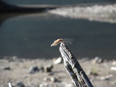 �R�����L