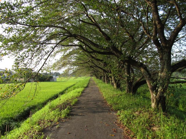 �R�����L