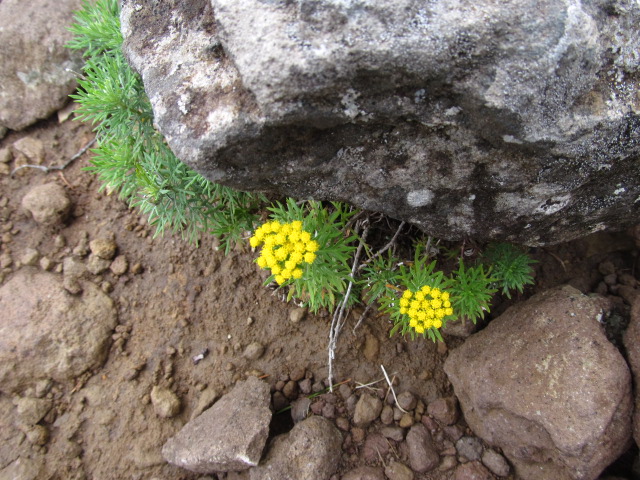 �R�����L