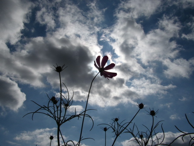 �R�����L