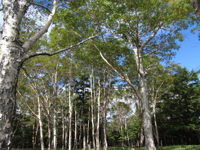 �R�����L