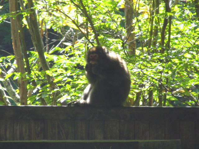 �R�����L