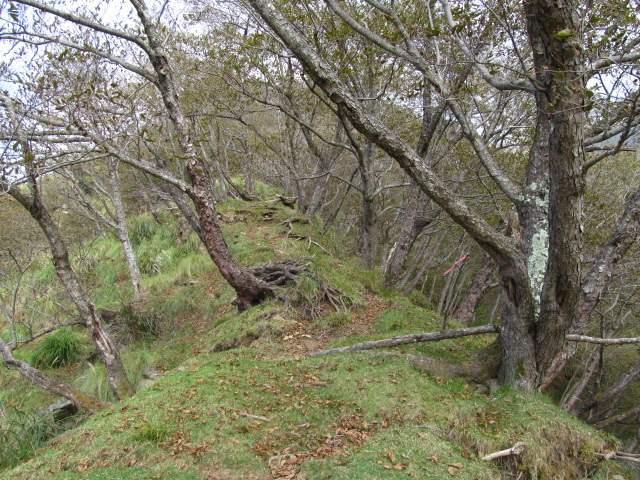 �R�����L