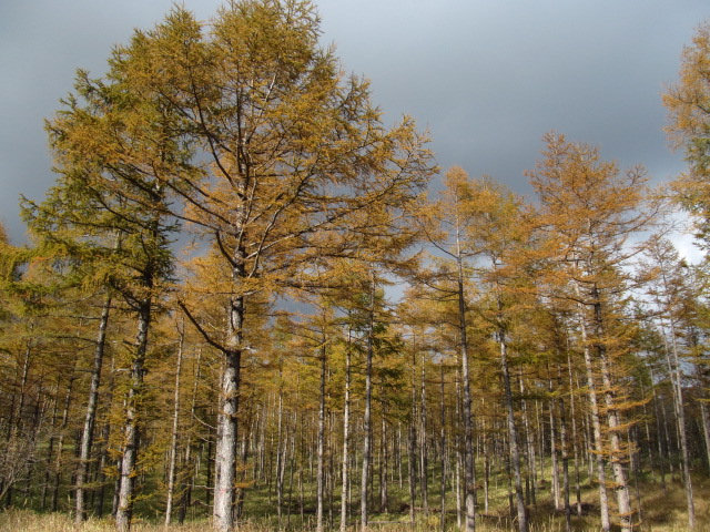 �R�����L