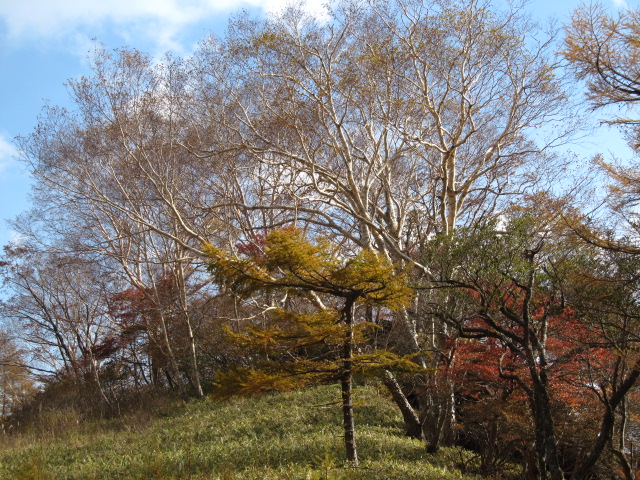 �R�����L