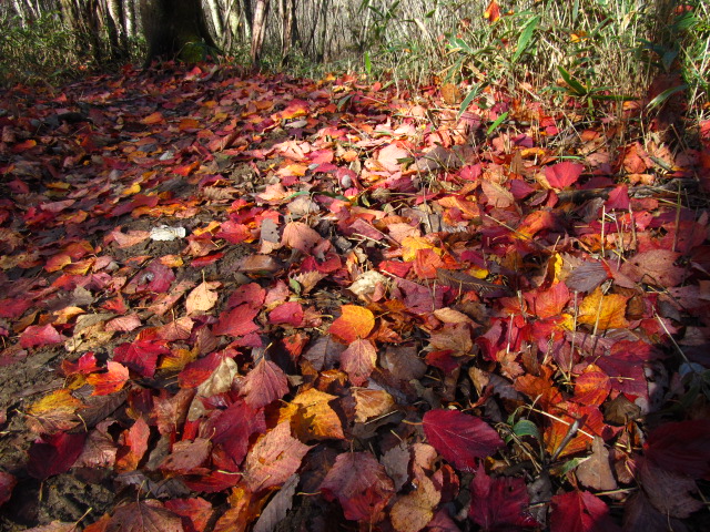 �R�����L