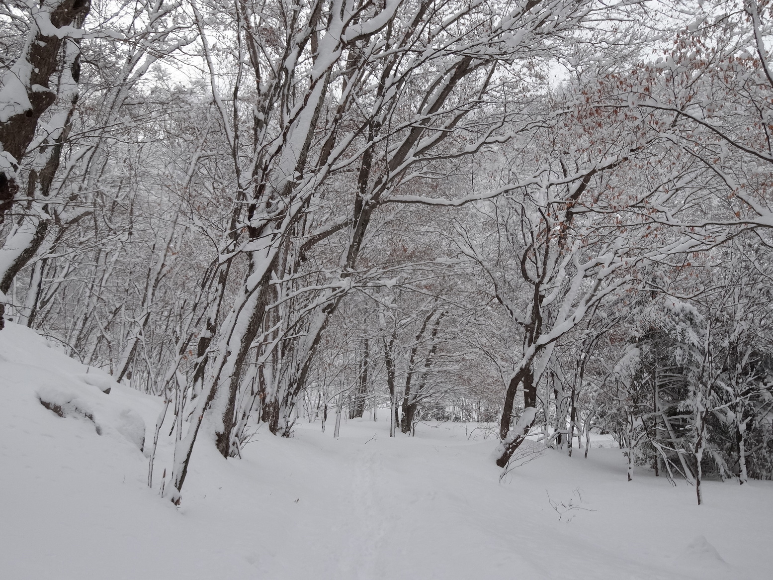 �R�����L