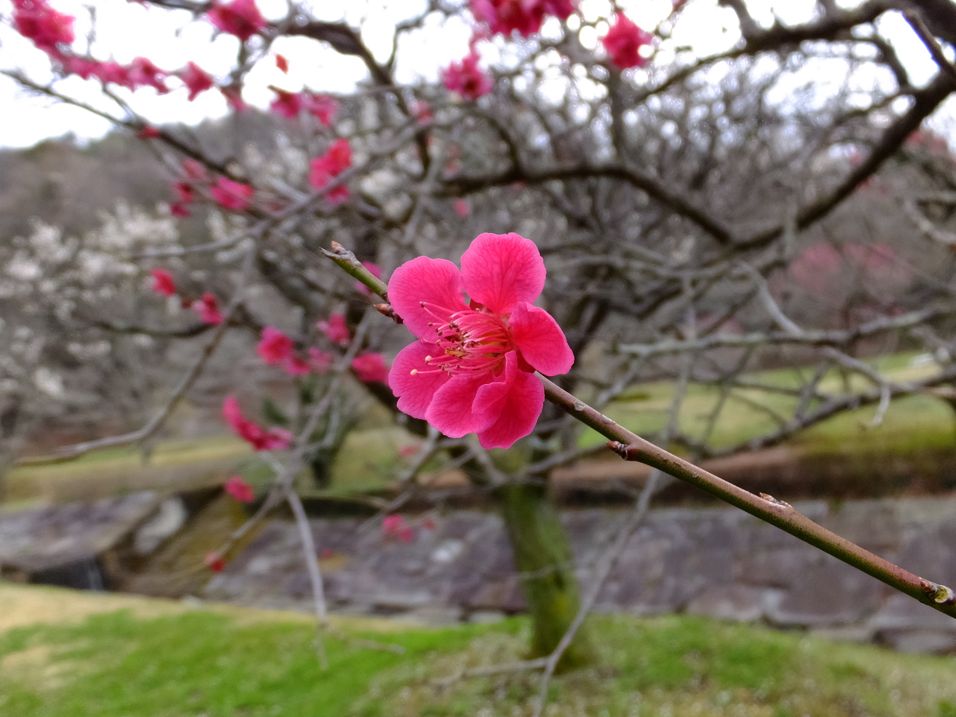 �R�����L