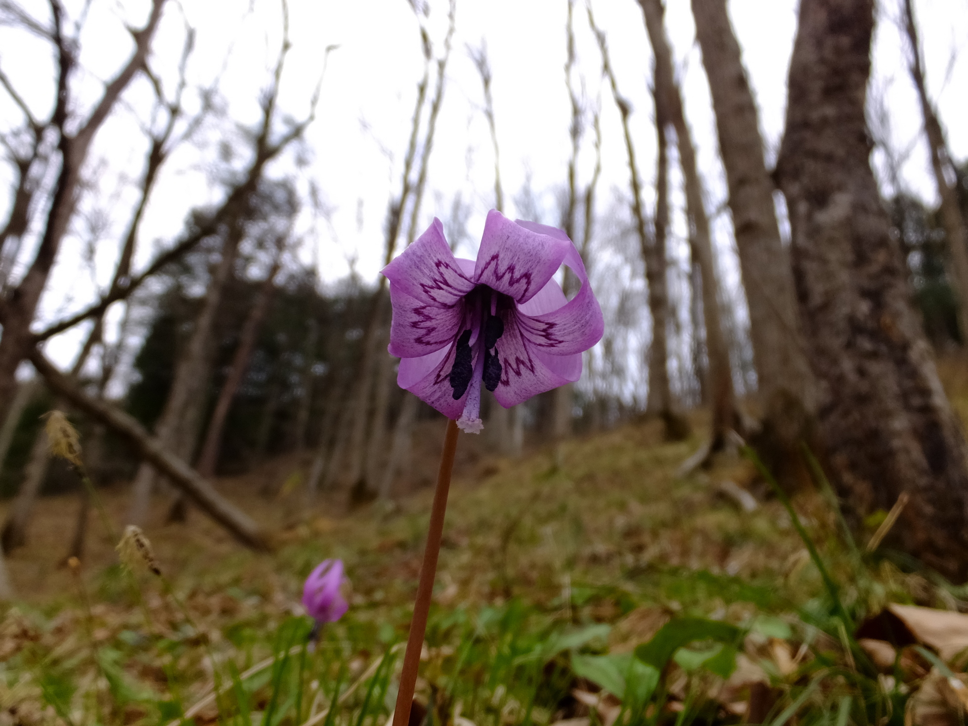 �R�����L