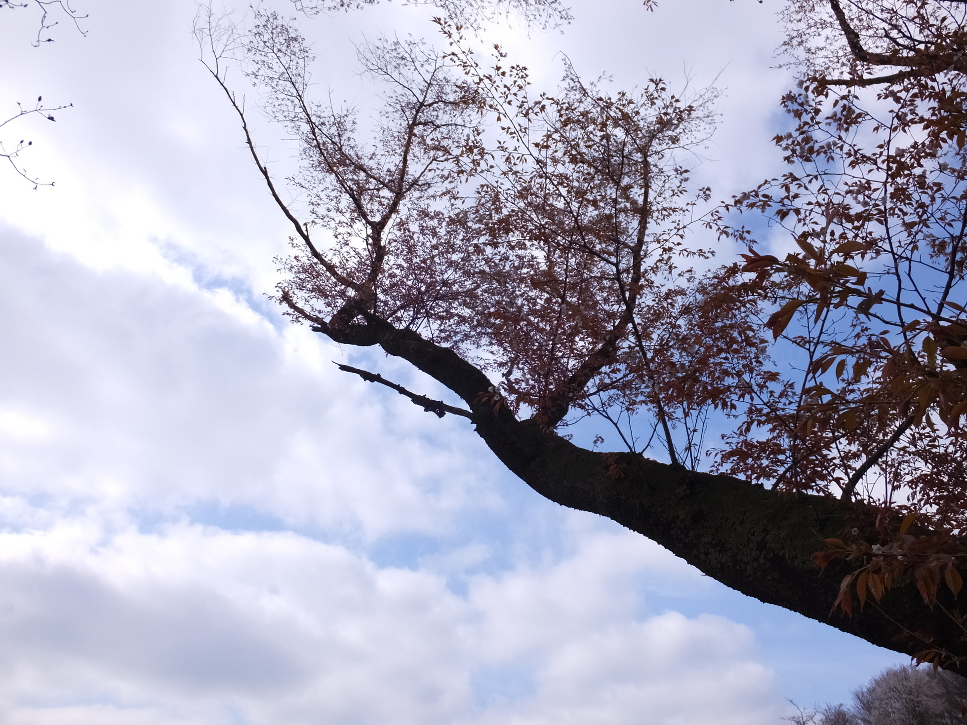 �R�����L