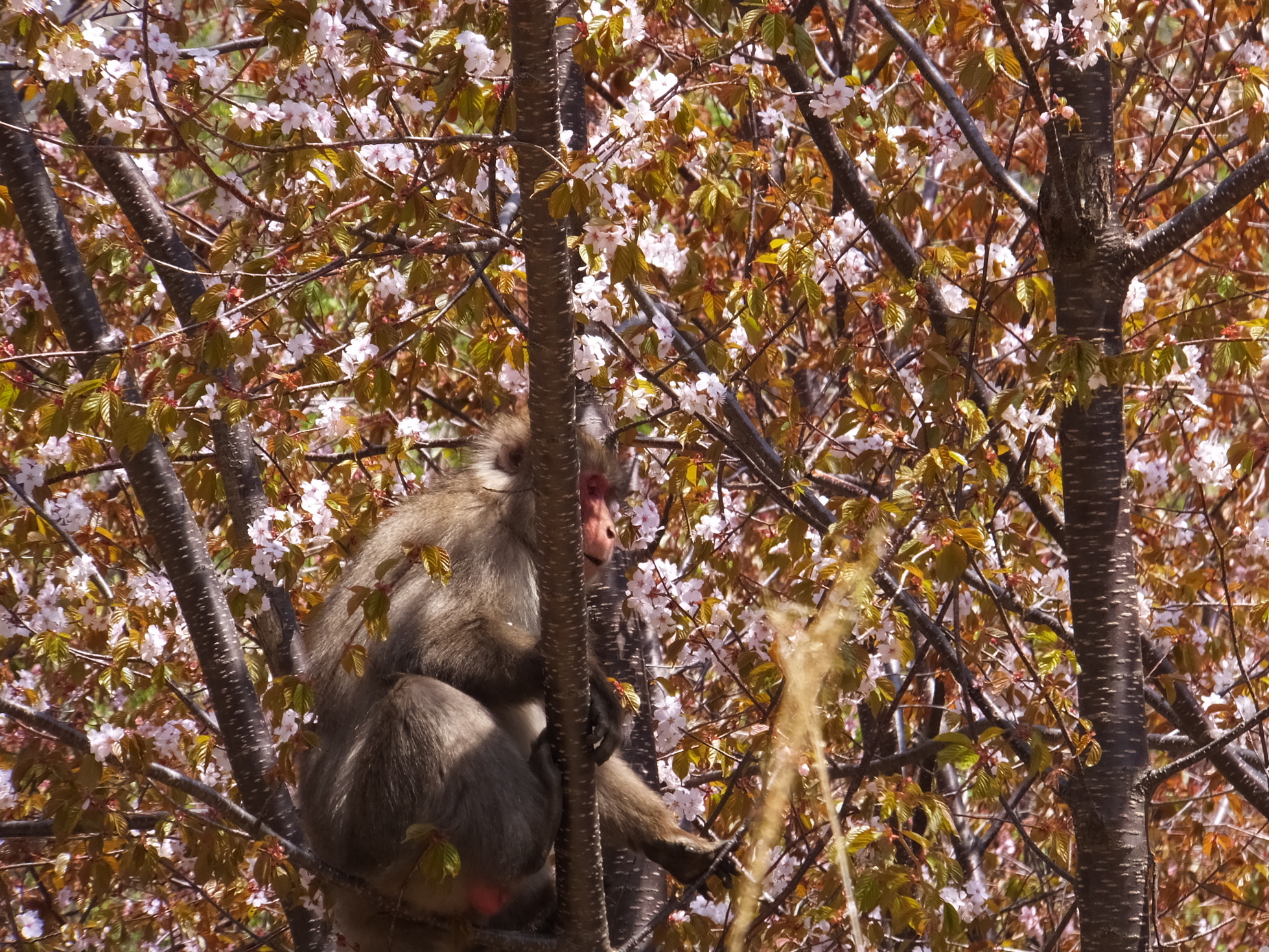 �R�����L